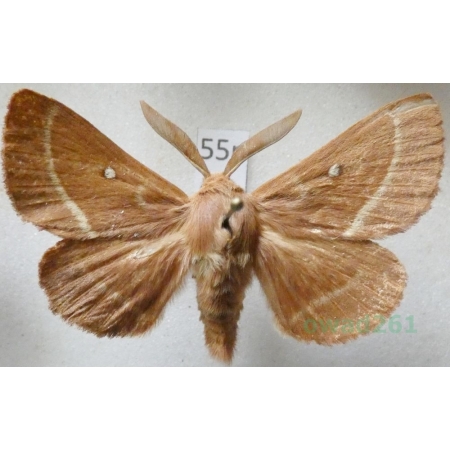 Lasiocampa trifolii (Denis & Schiffermüller, 1775) male Barczatka koniczynówka Poland55n